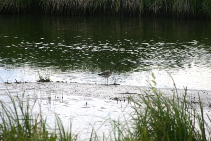 070404 Hope Hatcher Montana Creek (10089)